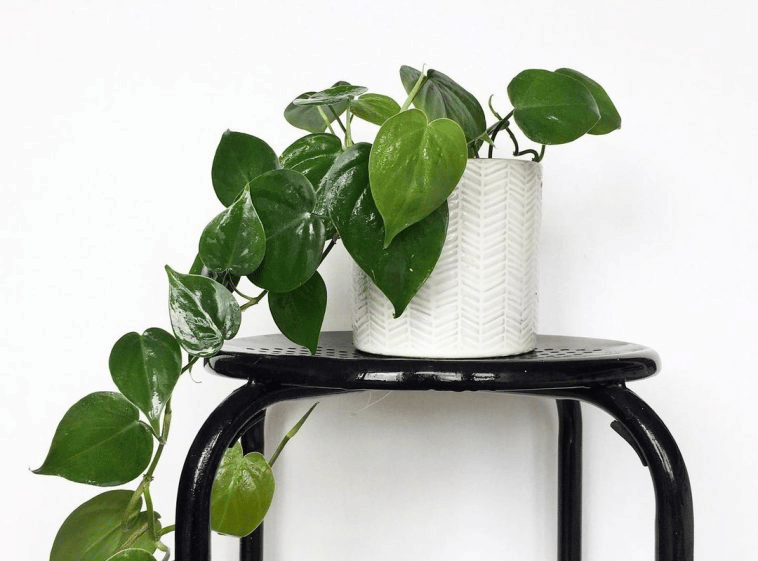 philodendron cordatum in a pot philodendron cordatum in a pot