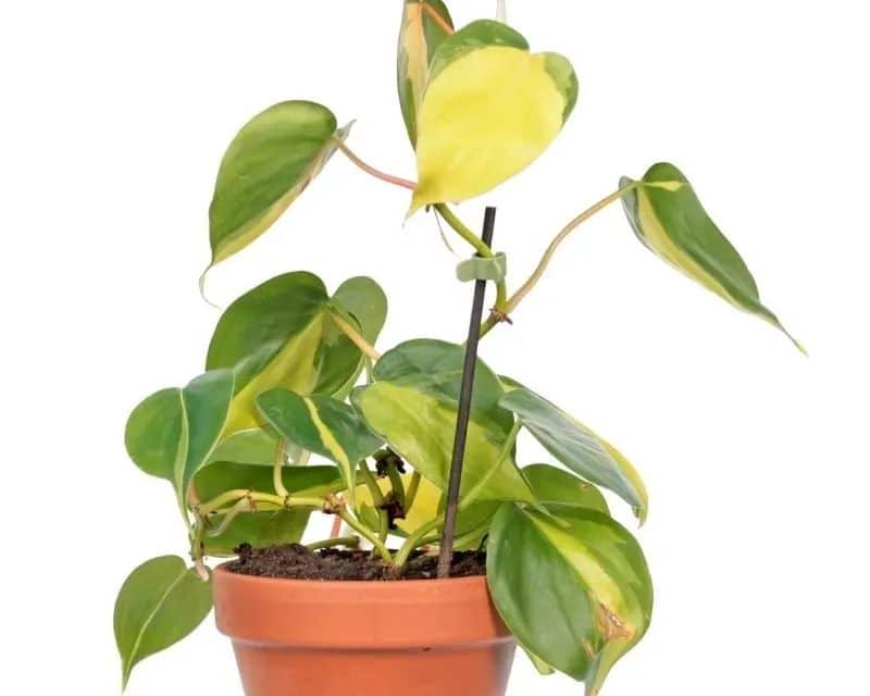 philodendron cordatum in pot philodendron cordatum in pot