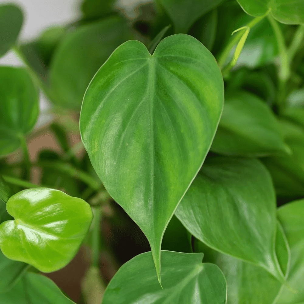 philodendron cordatum leaves philodendron cordatum leaves