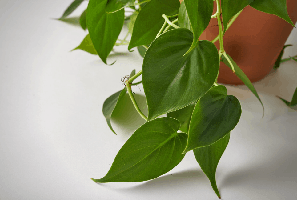 philodendron cordatum leaves philodendron cordatum leaves