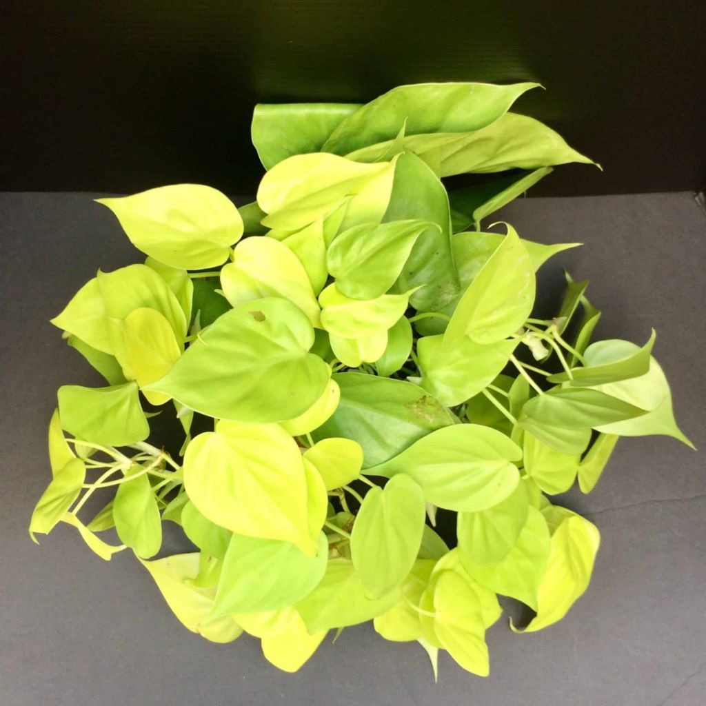 philodendron cordatum lemon lime philodendron cordatum lemon lime