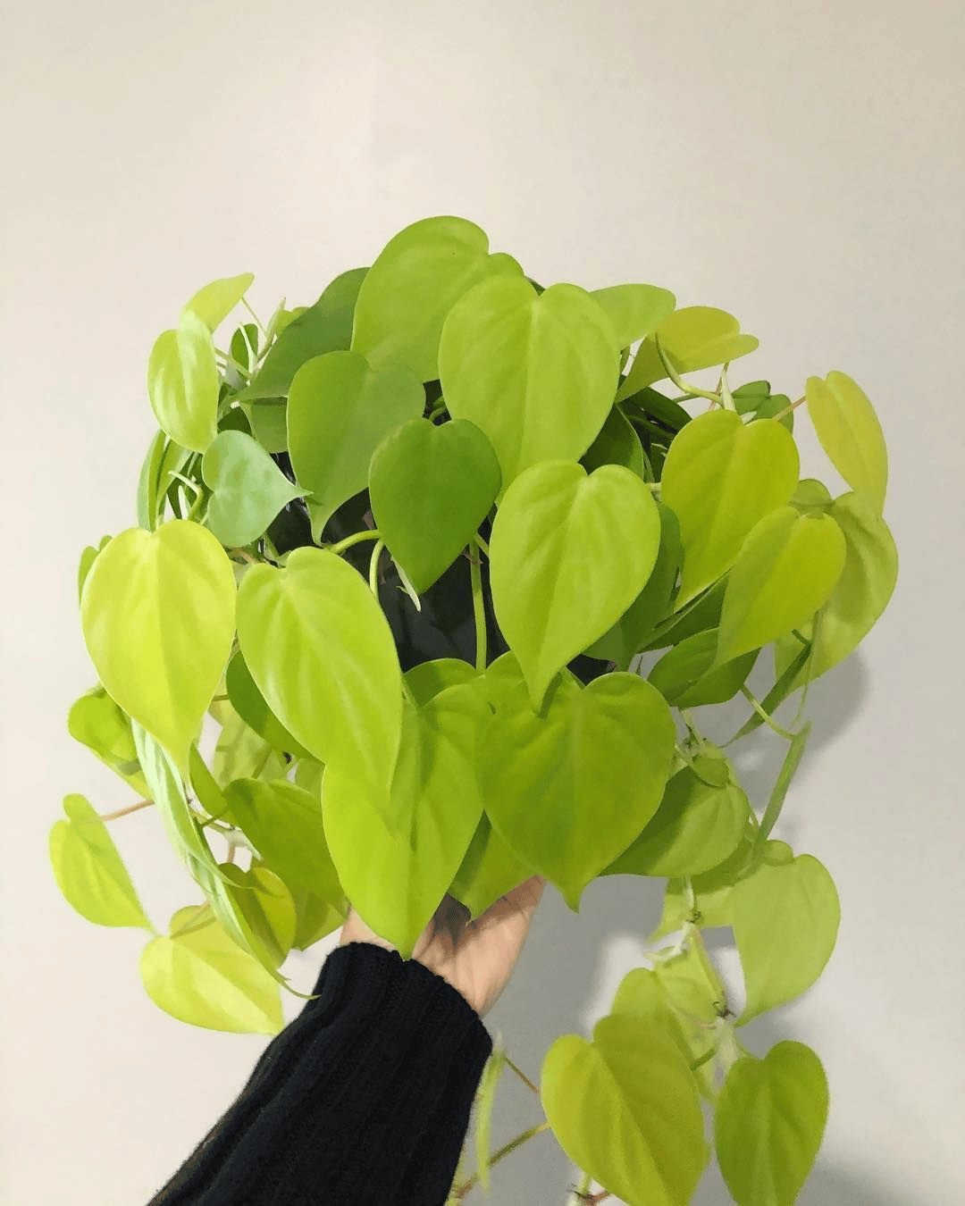 philodendron cordatum lemon lime philodendron cordatum lemon lime