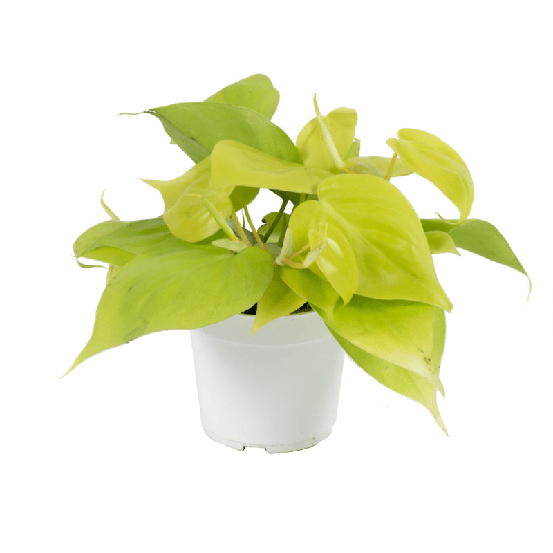 philodendron cordatum neon philodendron cordatum neon
