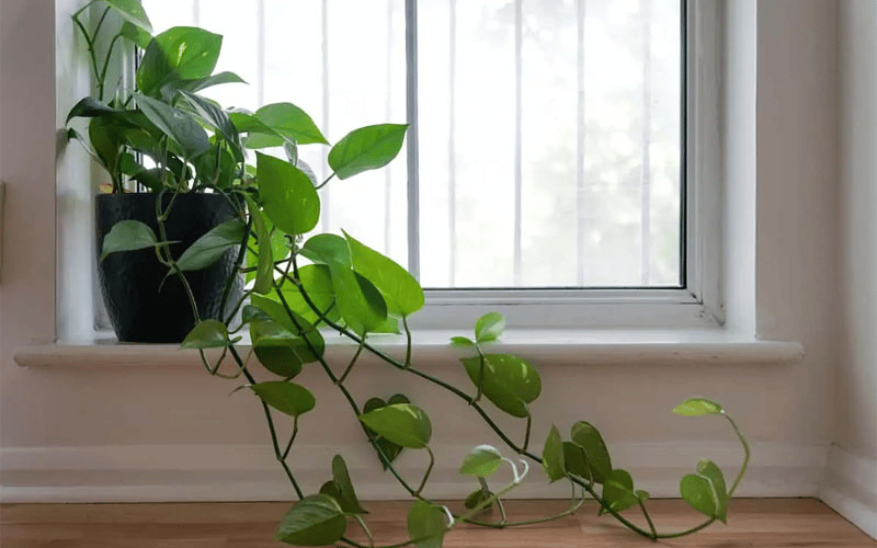 philodendron cordatum next to window philodendron cordatum next to window