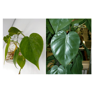 philodendron cordatum, philodendron hederaceum