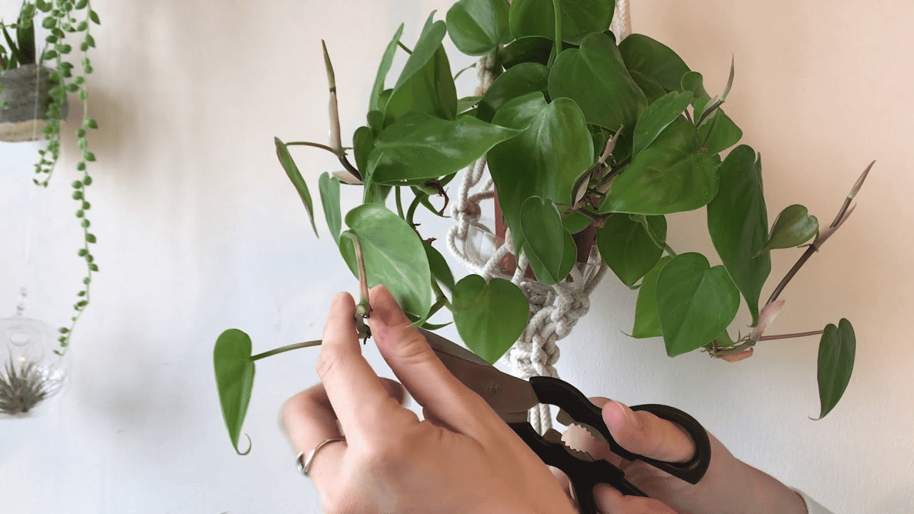 philodendron cordatum propagation from cuttings philodendron cordatum propagation from cuttings