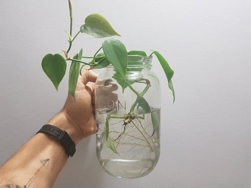 philodendron cordatum propagation in water philodendron cordatum propagation in water