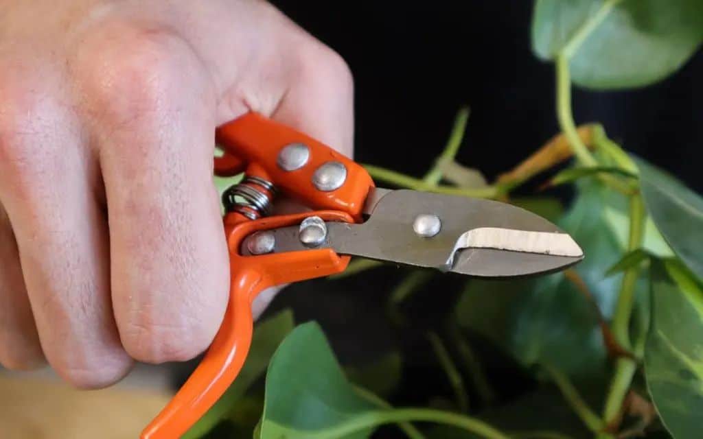 philodendron cordatum pruning