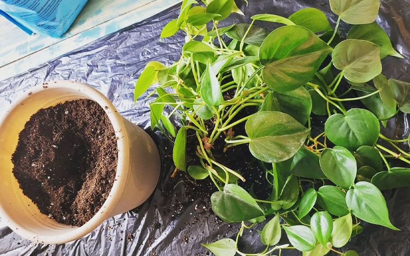 philodendron cordatum repotting philodendron cordatum repotting