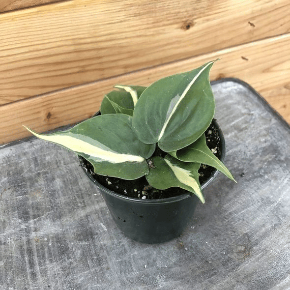 philodendron cordatum silver stripe philodendron cordatum silver stripe