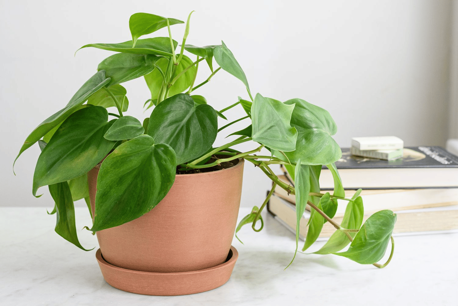 philodendron cordatum soil philodendron cordatum soil