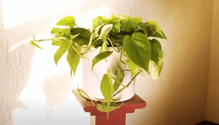 philodendron cordatum under light philodendron cordatum under light