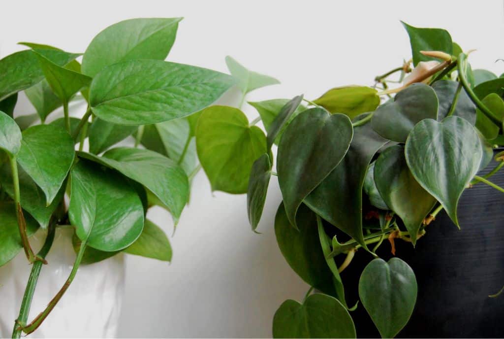 philodendron cordatum vs pothos philodendron cordatum vs pothos