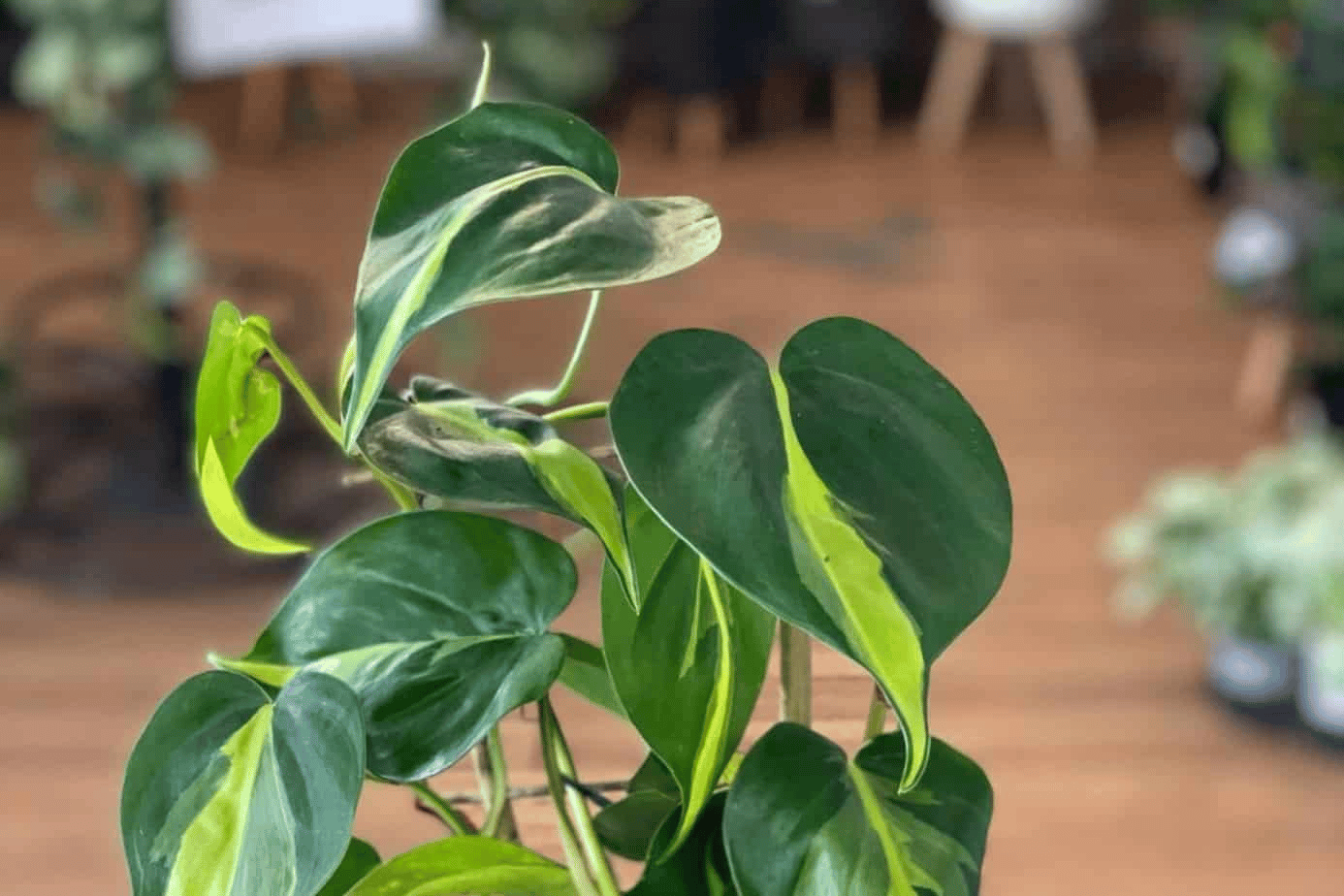 philodendron cordatum philodendron cordatum