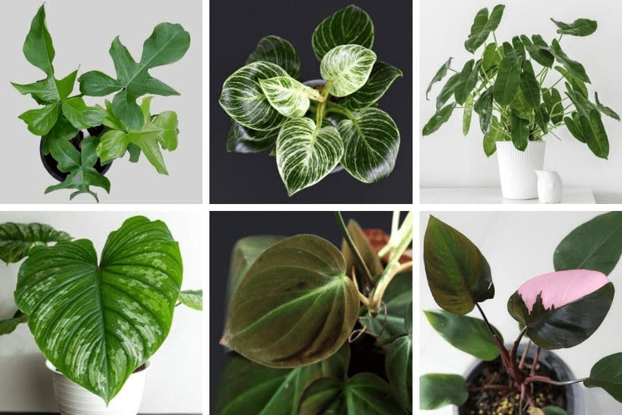 Philodendron Varieties Philodendron Varieties