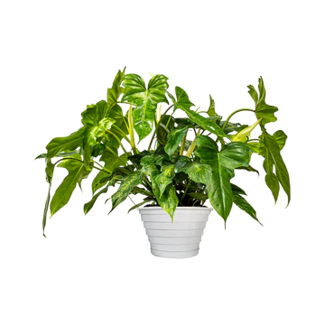 Philodendron Golden Dragon Philodendron Golden Dragon