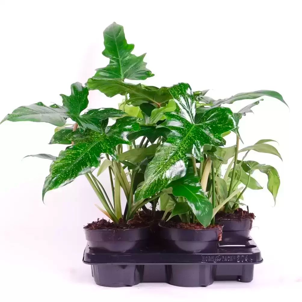Philodendron golden dragon in a flower seeding pot Philodendron golden dragon in a flower seeding pot