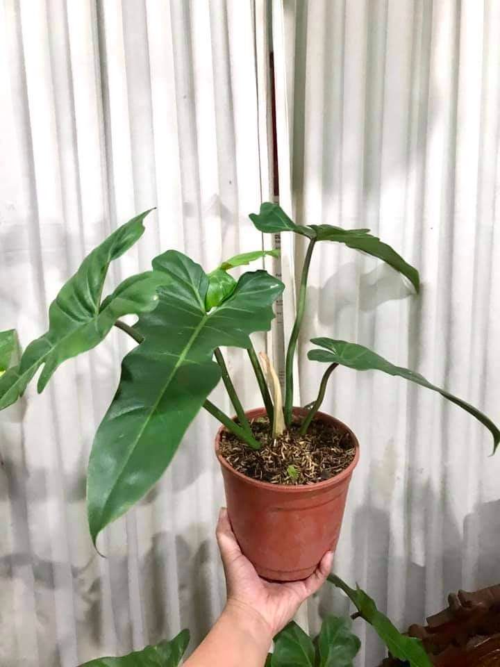 Philodendron golden dragon in a pot