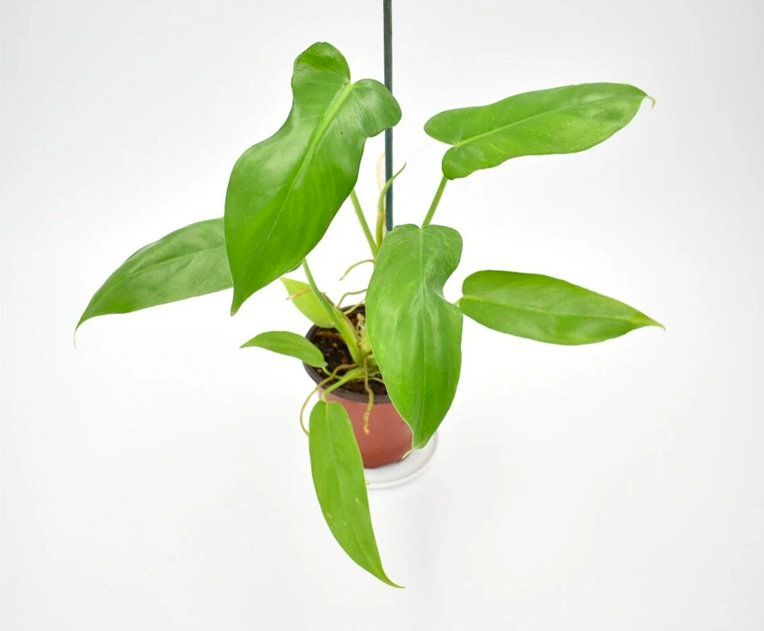Philodendron golden dragon in a pot Philodendron golden dragon in a pot