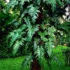 Philodendron golden dragon in the wild 