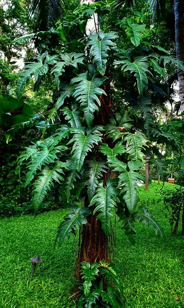 Philodendron golden dragon in the wild 