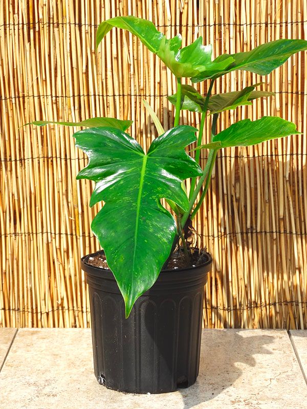 Philodendron golden dragon under sunlight