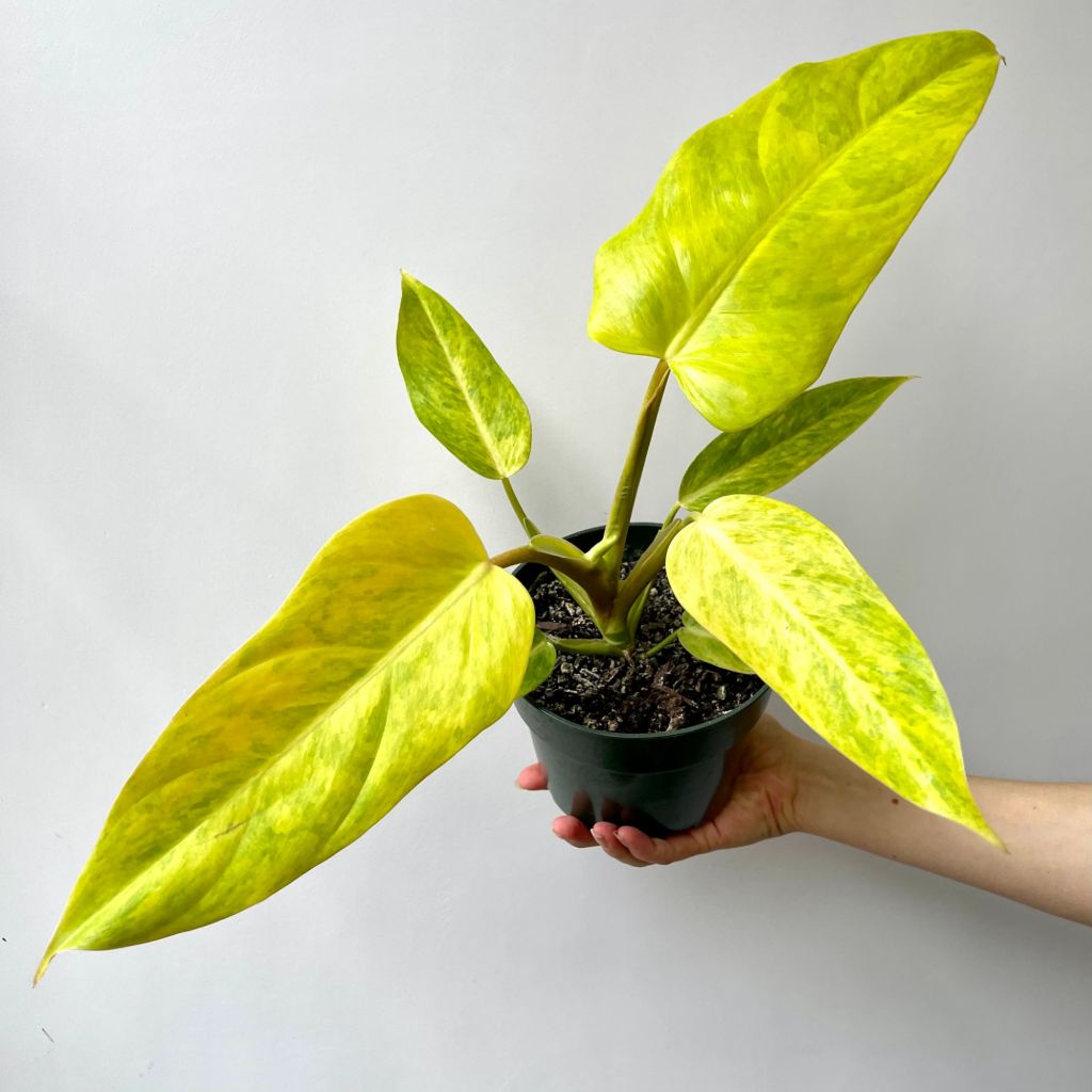 Philodendron Goldiana in a pot