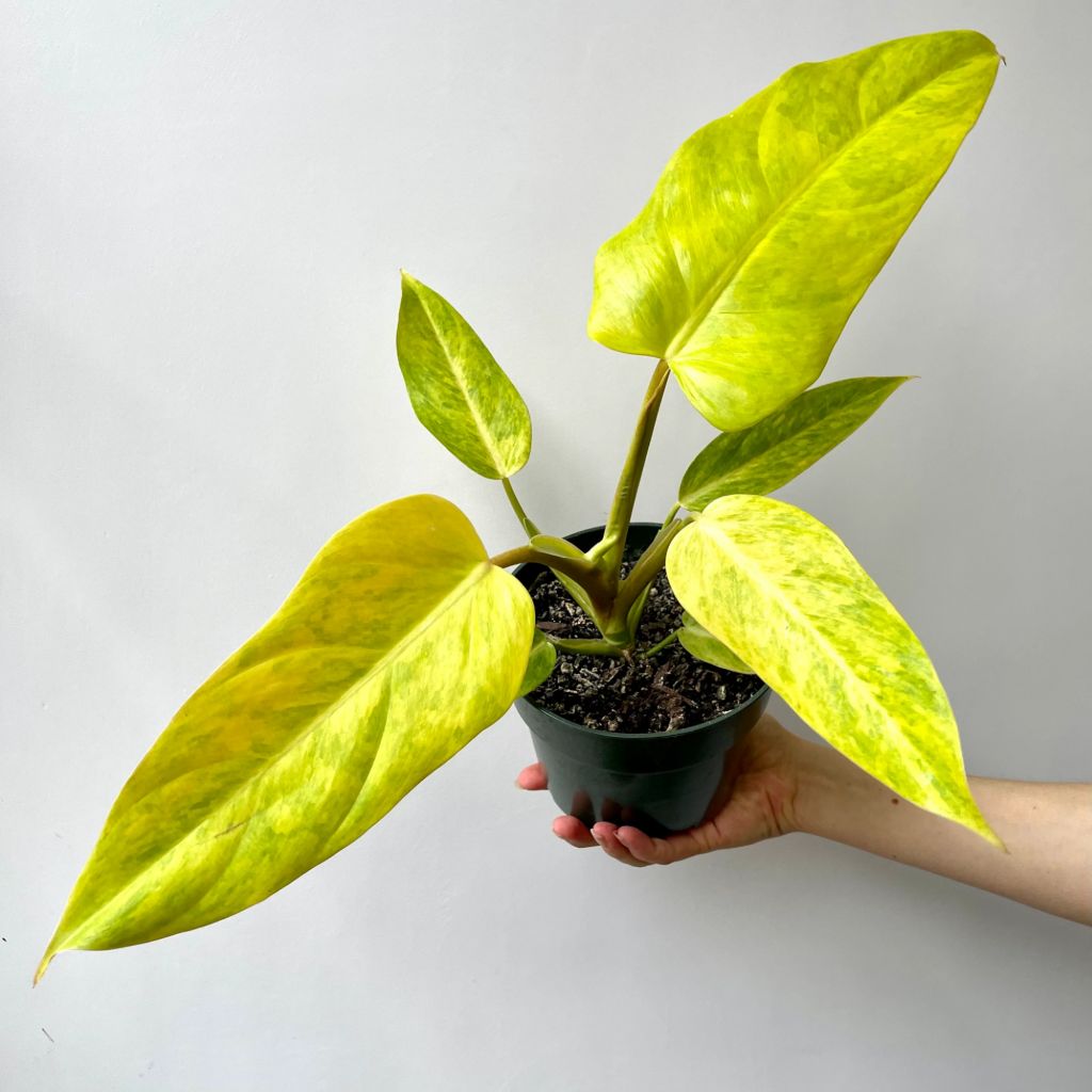 Philodendron Goldiana in a pot Philodendron Goldiana in a pot