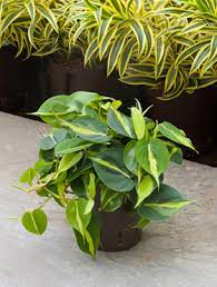 philodendron grand brasil