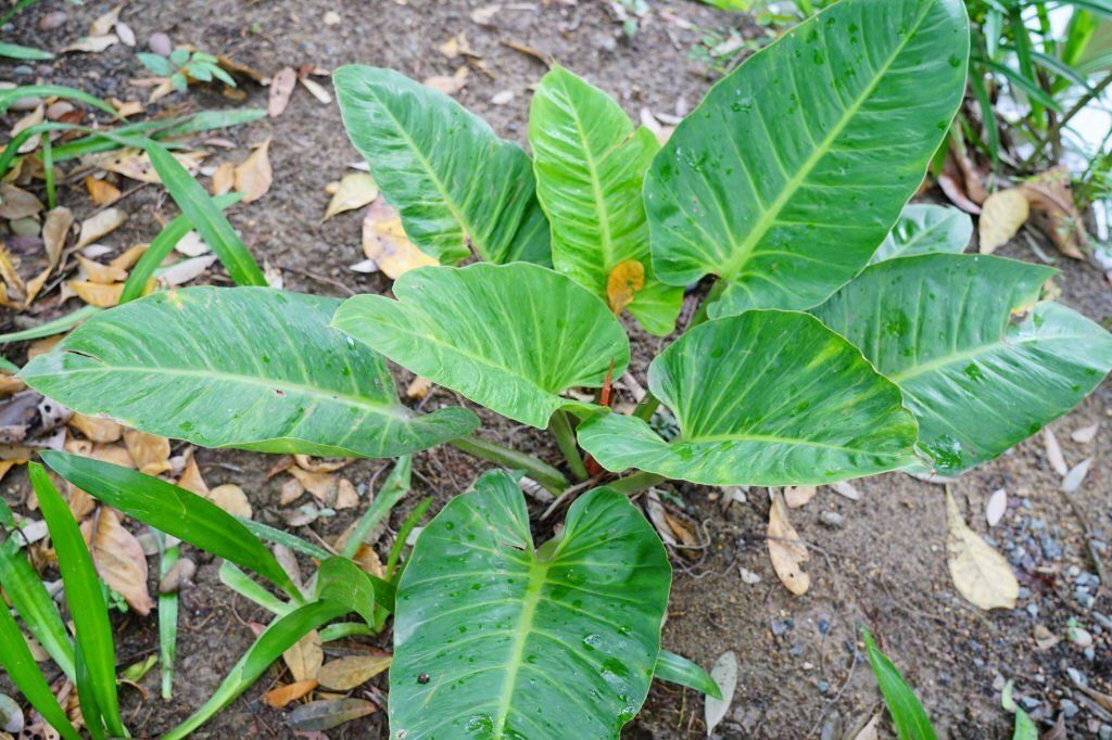 Philodendron Green Congo