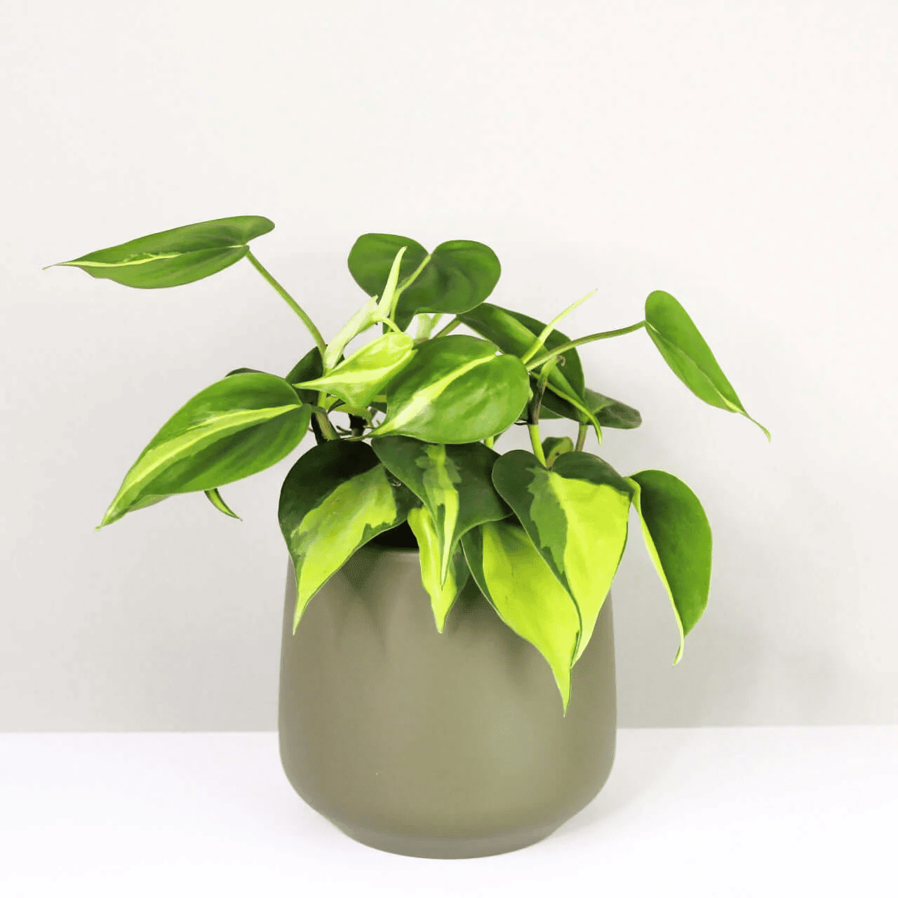 philodendron hederaceum brasil philodendron hederaceum brasil