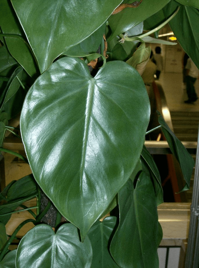 philodendron hederaceum philodendron hederaceum