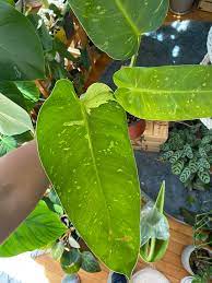 Philodendron Ilsemanii variegata Philodendron Ilsemanii variegata