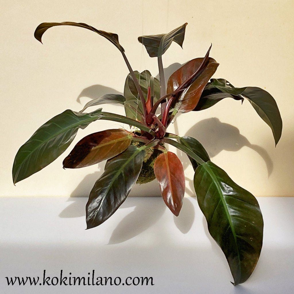 Philodendron imperial plant exposed to sunlight Philodendron imperial plant exposed to sunlight