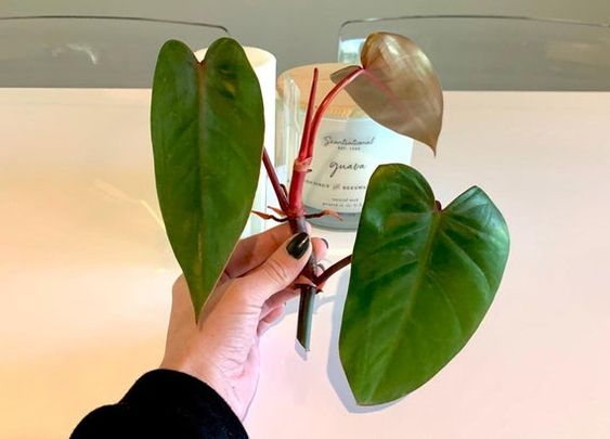 philodendron imperial red stem cutting for propagation
