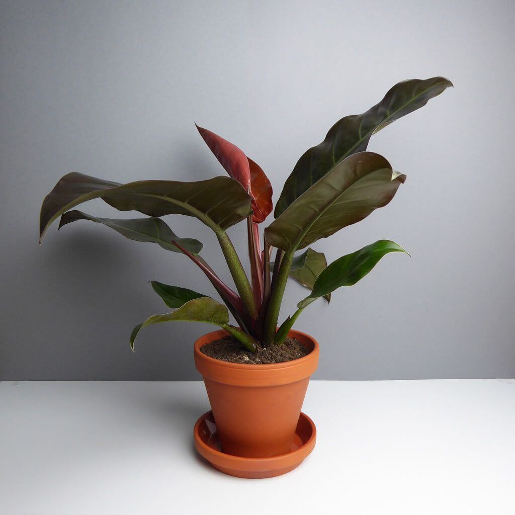 Philodendron imperial red with green coloration 