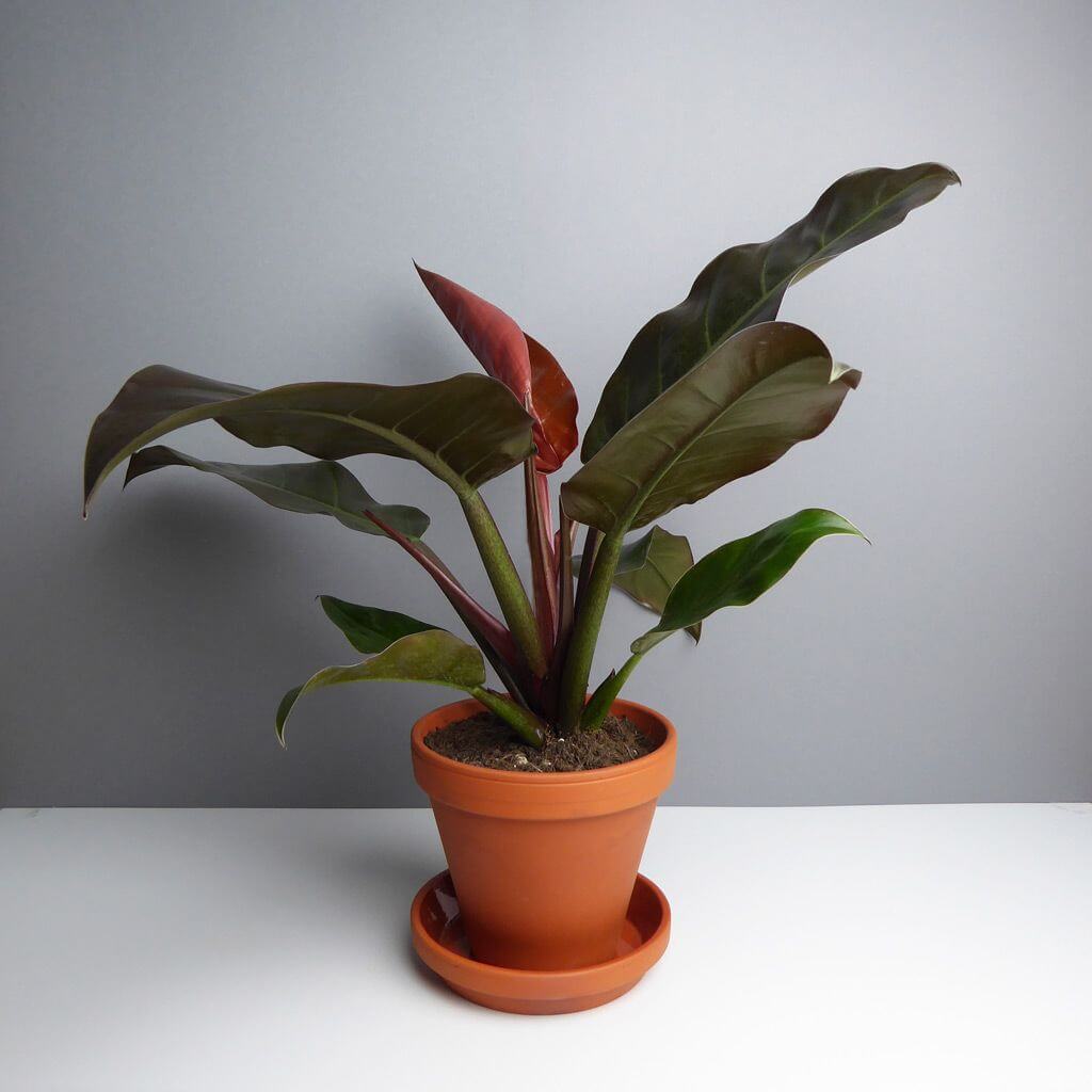 Philodendron imperial red with green coloration Philodendron imperial red with green coloration