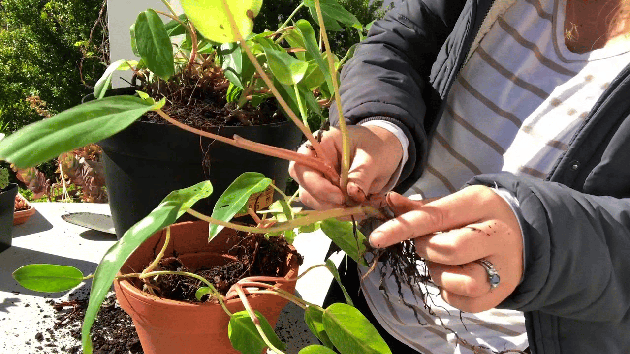 Philodendron in the process of propagation Philodendron in the process of propagation