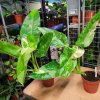 Philodendron Jose Buono plant care guide