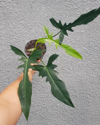 Philodendron longilobatum in a pot