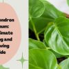 Philodendron Lupinum: An Ultimate Caring and Growing Guide