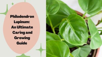 Philodendron Lupinum: An Ultimate Caring and Growing Guide