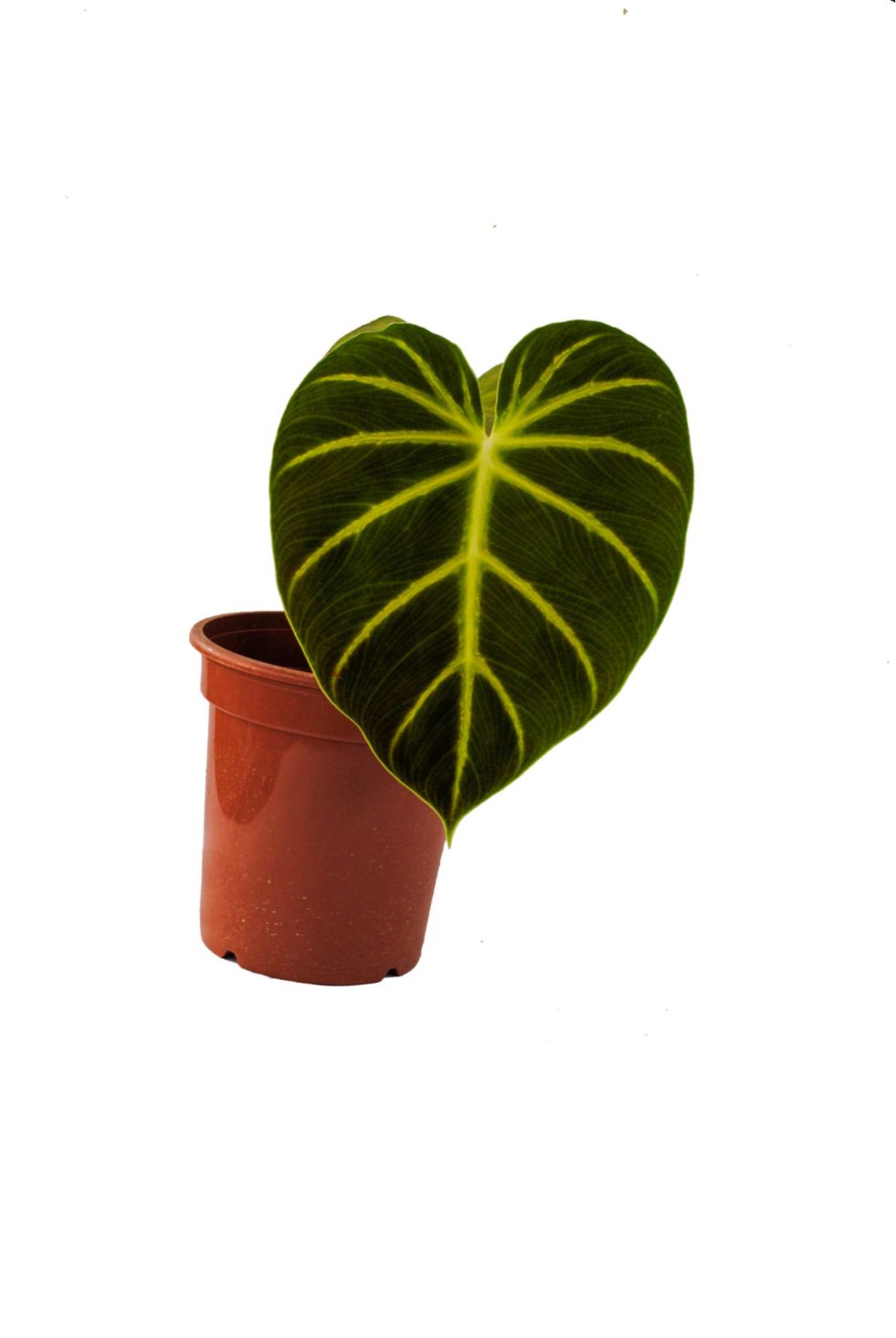 philodendron luxurians philodendron luxurians