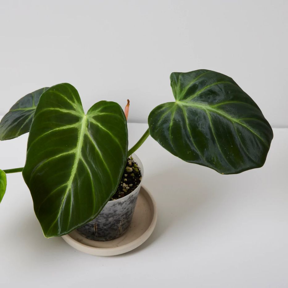 philodendron luxurians philodendron luxurians
