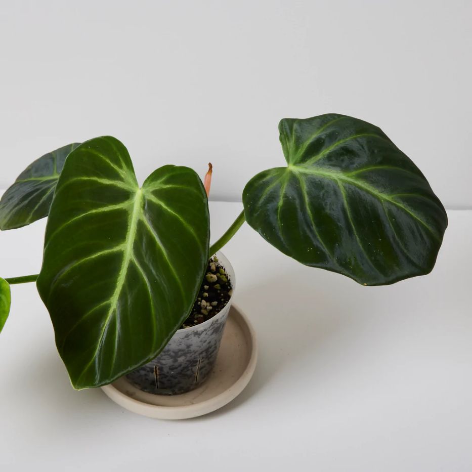 philodendron luxurians