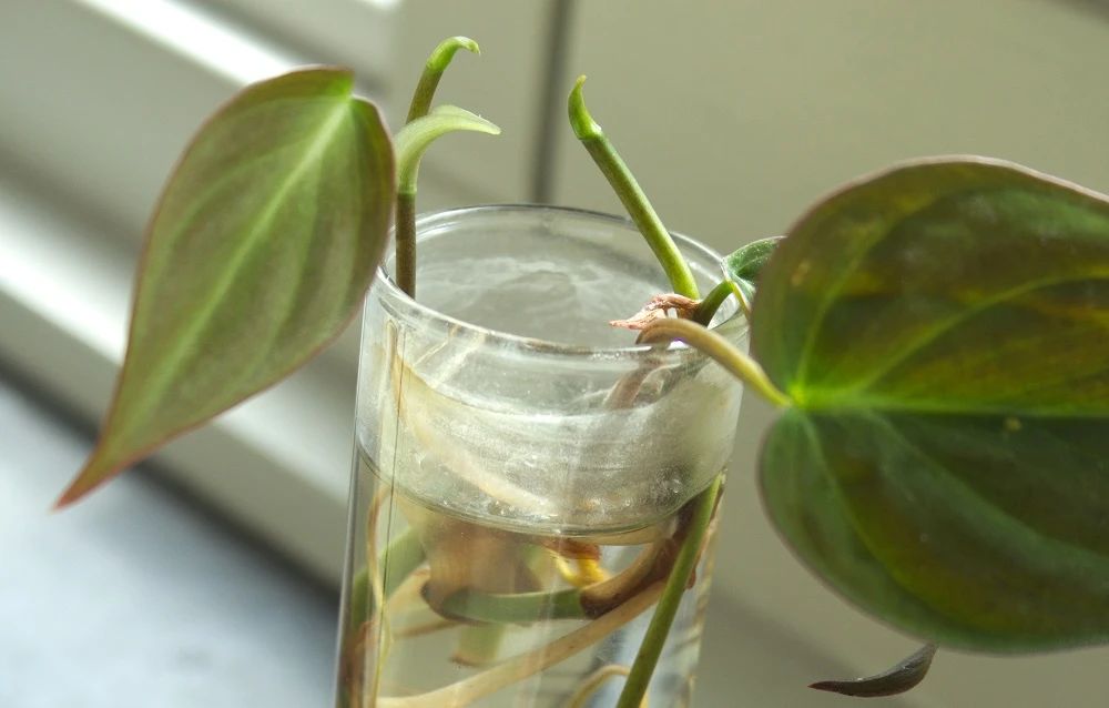 philodendron luxurians philodendron luxurians