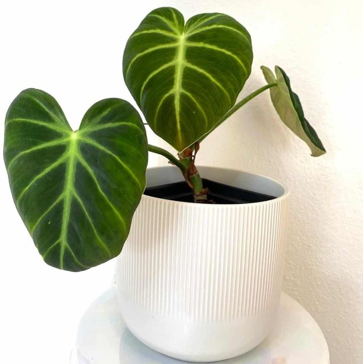 philodendron luxurians philodendron luxurians
