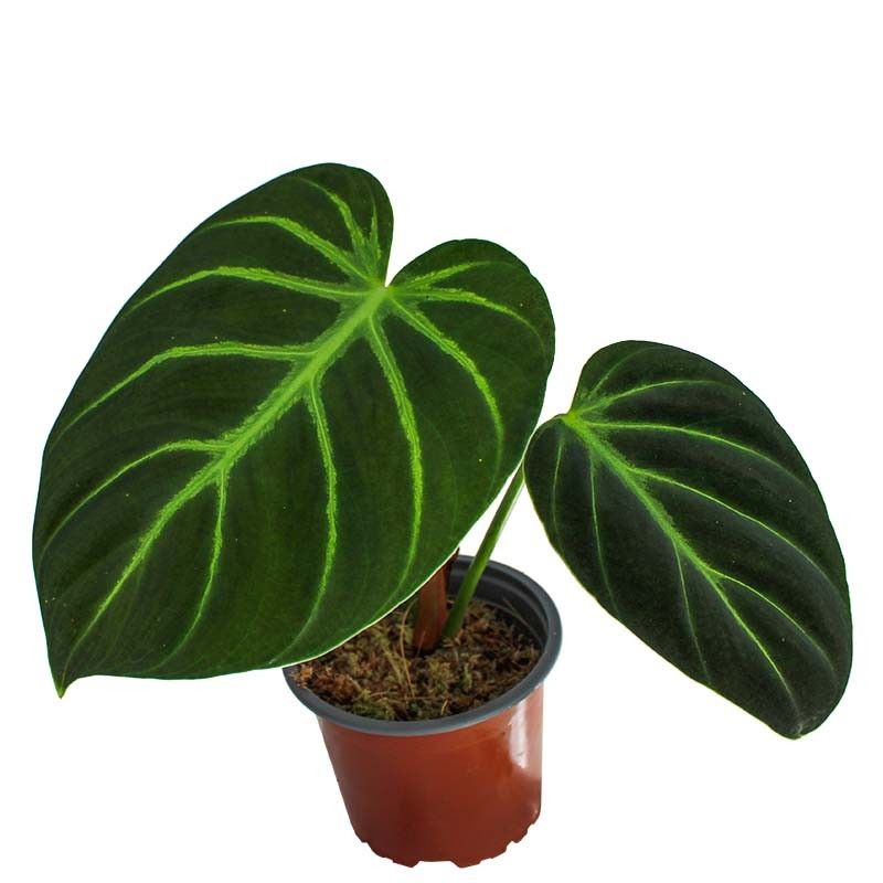 philodendron luxurians philodendron luxurians
