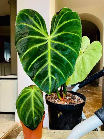 philodendron luxurians philodendron luxurians