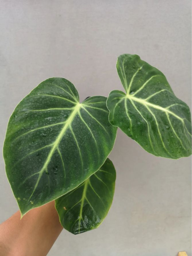philodendron luxurians